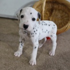 zdrav� o�kovan� a od�erven� dalmatsk� �t��ata na prodej