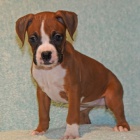 nmeck boxer tata na prodej