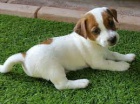 Jack Russell .. Jack Russell ..