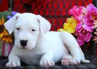 krásné štěně dogo agerntina k dispozici k adopci krásné štěně dogo agerntina k dispozici k adopci