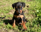 krásné štěně pinče k dispozici k adopci krásné štěně pinče k dispozici k adopci