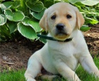labradorská štěňata adopci labradorská štěňata adopci