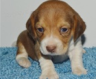 beagle štěňata jsou k dispozici,   beagle štěňata jsou k dispozici,