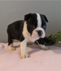 krásné boston tierer štěně k dispozici k adopci krásné boston tierer štěně k dispozici k adopci