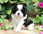 krásné štěně cavlian king charles k dispozici k adopci krásné štěně cavlian king charles k dispozici k adopci