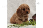 cavapoo štěňata jsou k dispozici cavapoo štěňata jsou k dispozici