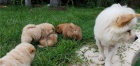 chow chow  štěňata jsou k dispozici,   chow chow  štěňata jsou k dispozici,