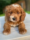 cockapoo štěňata jsou k dispozici cockapoo štěňata jsou k dispozici