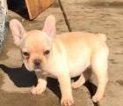 krásný francouzský buldok štěně k dispozici k adopci krásný francouzský buldok štěně k dispozici k adopci