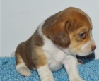 krásný beagle k adopci krásný beagle k adopci