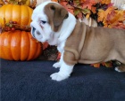 krásný anglický buldok k adopci krásný anglický buldok k adopci