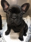 krásný francouzský buldoček k adopci krásný francouzský buldoček k adopci