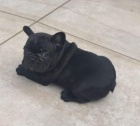 krásný francouzský buldoček k adopci krásný francouzský buldoček k adopci