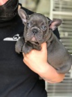 krásný francouzský buldoček k adopci krásný francouzský buldoček k adopci