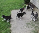 krásný sibiřský husky k adopci krásný sibiřský husky k adopci