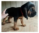 Štěňata Bloodhound Štěňata Bloodhound