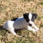 jack russell štěňata (všechna očkovaná) jack russell štěňata (všechna očkovaná)