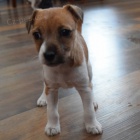 jack russell štěňata (všechna očkovaná) jack russell štěňata (všechna očkovaná)
