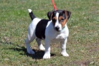 štěňata Jack Russell bez PP štěňata Jack Russell bez PP