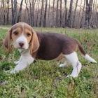 �t��ata beagle jsou k dispozici k prodeji.