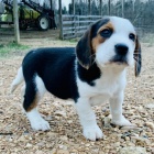 štěňata beagle. štěňata beagle.