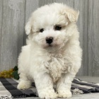 štěňata bichon frize. štěňata bichon frize.