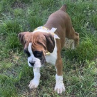 německý boxer mužský a ženský k adopci německý boxer mužský a ženský k adopci