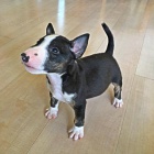 �t��ata anglick�ho bulteri�ra na prodej.