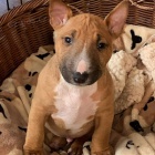 na prodej od�erven� a o�kovan� �t��ata anglick�ho bulteri�ra.