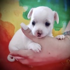 �ivava mini bez PP