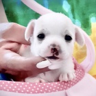 �ivava mini bez PP