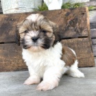 Štěňata SHIH TZU na prodej Štěňata SHIH TZU na prodej