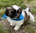 na prodej očkovaná štěňata SHIH TZU na prodej očkovaná štěňata SHIH TZU