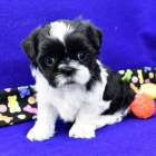 na prodej očkovaná a odčervená štěňata SHIH TZU na prodej očkovaná a odčervená štěňata SHIH TZU