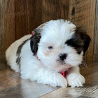 na prodej očkovaná a odčervená štěňata SHIH TZU bez PP na prodej očkovaná a odčervená štěňata SHIH TZU bez PP