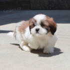 na prodej očkovaná a odčervená štěňata SHIH TZU na prodej očkovaná a odčervená štěňata SHIH TZU