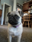 Mops mops) .. Mops mops) ..
