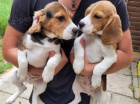 štěňata beagle štěňata beagle