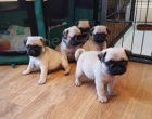 Mops mops) .. Mops mops) ..