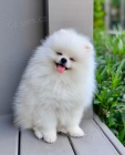 pomeranian stenata pomeranian stenata