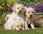 labradorská štěňata adopci labradorská štěňata adopci