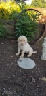 labradorská štěňata adopci labradorská štěňata adopci