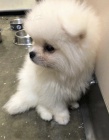 pomeranian stenata pomeranian stenata