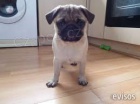 Mops mops) .. Mops mops) ..