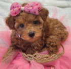 Pudl st�edn� st�n�