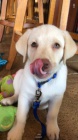 Labradorský retrivr Labradorský retrivr