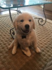 Zlatý retrívr/ golden retriever bez PP Zlatý retrívr/ golden retriever bez PP