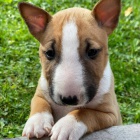 Miniaturn� bulteri�r 