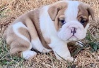 anglický buldok k adopci   anglický buldok k adopci