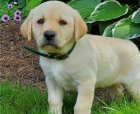 labradorská štěňata adopci labradorská štěňata adopci